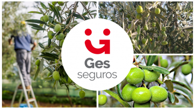 recogida de aceitunas